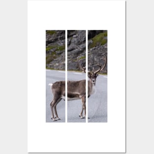 Wonderful landscapes in Norway. Nord-Norge. Beautiful reindeer watching me going to Nordkapp (vertical) Posters and Art